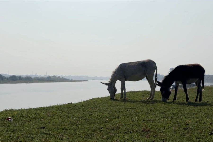 Two donkeys grazing on a riverbank beside still water, Egypt